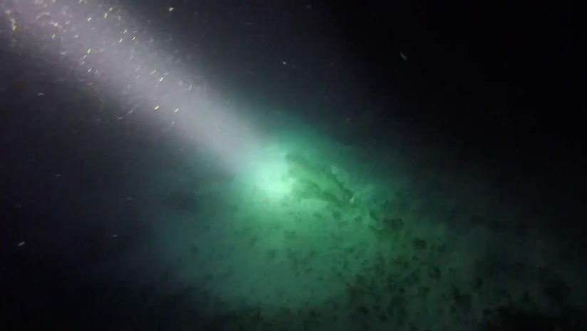 Night Snorkeling with A Nurse Shark